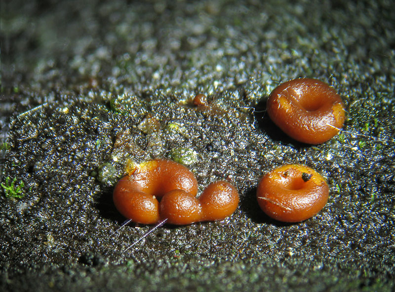 Perichaena chrysosperma